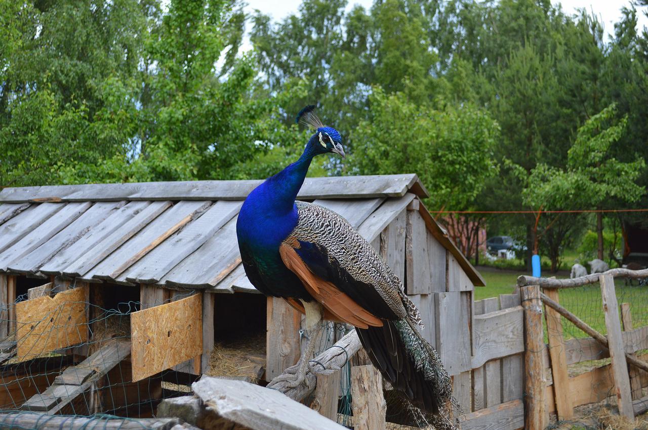 Hotel Atputas Vieta Buki Windawa Zewnętrze zdjęcie